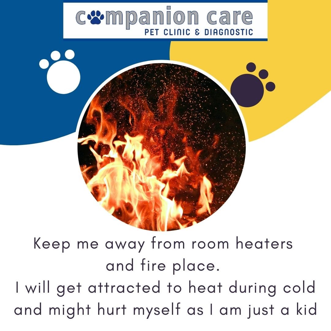 Pet Care Image 4
